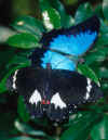butterfly.jpg (45129 Byte)