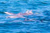 dolphins.jpg (34998 Byte)